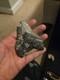 Real Genuine Fossil Megalodon Tooth