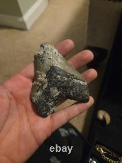 Real Genuine Fossil Megalodon Tooth