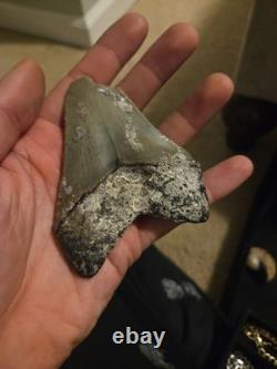 Real Genuine Fossil Megalodon Tooth