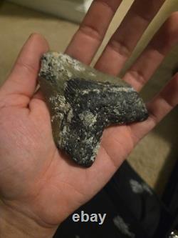 Real Genuine Fossil Megalodon Tooth
