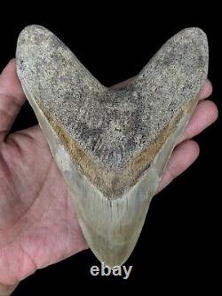 Real Giant 6,69 Brown Megalodon Tooth Shark Indonesia Collectibles Rare Item