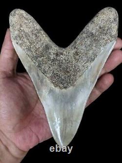 Real Giant 6,69 Brown Megalodon Tooth Shark Indonesia Collectibles Rare Item