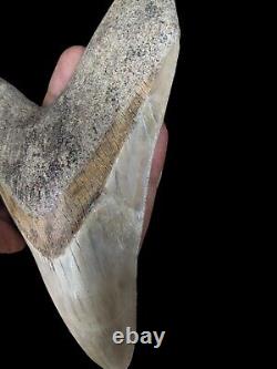 Real Giant 6,69 Brown Megalodon Tooth Shark Indonesia Collectibles Rare Item