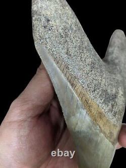 Real Giant 6,69 Brown Megalodon Tooth Shark Indonesia Collectibles Rare Item
