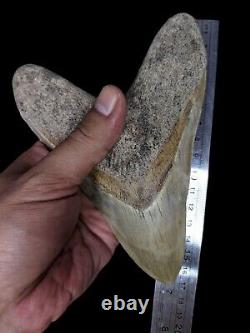 Real Giant 6,69 Brown Megalodon Tooth Shark Indonesia Collectibles Rare Item