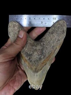 Real Giant 6,69 Brown Megalodon Tooth Shark Indonesia Collectibles Rare Item