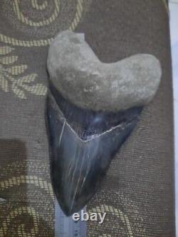 Real Giant 7 Black Megalodon Tooth Shark Indonesian Collectibles Rare Item