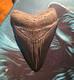 Real Jet Black Megalodon Tooth Approx. 3.25 No Restorations Have Been Done