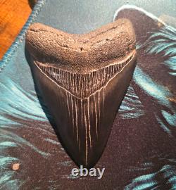 Real Jet Black Megalodon Tooth Approx. 3.25 No Restorations Have Been Done