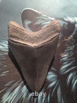 Real Jet Black Megalodon Tooth Approx. 3.25 No Restorations Have Been Done