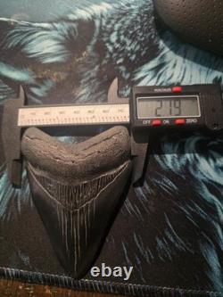 Real Jet Black Megalodon Tooth Approx. 3.25 No Restorations Have Been Done