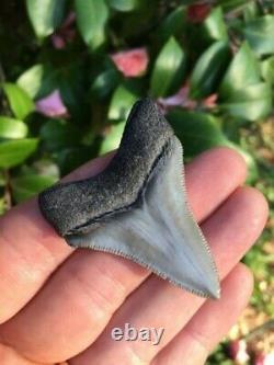 Real MEGALODON SHARK TOOTH, 2.18 Serrated Gem Megalodon Shark Tooth