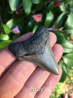 Real MEGALODON SHARK TOOTH, 2.18 Serrated Gem Megalodon Shark Tooth