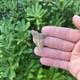 Real Mako Shark Tooth 1.78 Fossil