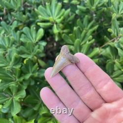 Real Mako Shark Tooth 1.78 Fossil