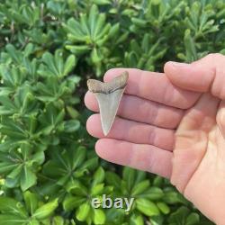 Real Mako Shark Tooth 1.78 Fossil