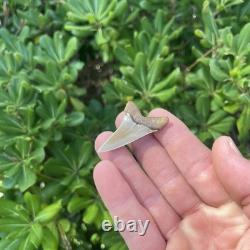 Real Mako Shark Tooth 1.78 Fossil