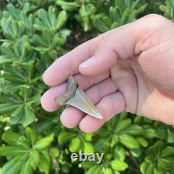 Real Mako Shark Tooth 1.78 Fossil