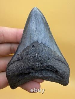 Real Megalodon Shark Tooth 100% Natural No Repair Or Resto 4.01 S. Carolina