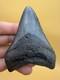 Real Megalodon Shark Tooth 100% Natural No Repair Or Resto 4.01 S. Carolina