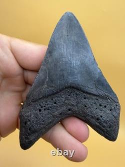 Real Megalodon Shark Tooth 100% Natural No Repair Or Resto 4.01 S. Carolina