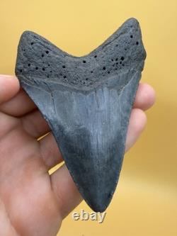 Real Megalodon Shark Tooth 100% Natural No Repair Or Resto 4.01 S. Carolina