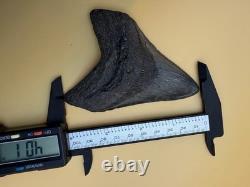 Real Megalodon Shark Tooth 100% Natural No Repair Or Resto 4.01 S. Carolina