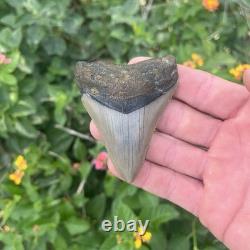 Real Megalodon Shark Tooth 2.95 Fossil