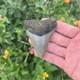 Real Megalodon Shark Tooth 2.95 Fossil
