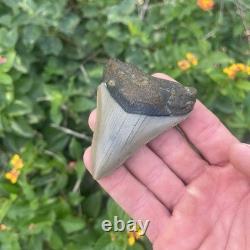 Real Megalodon Shark Tooth 2.95 Fossil