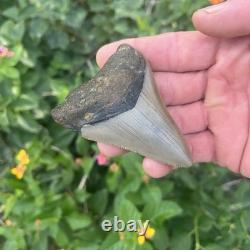Real Megalodon Shark Tooth 2.95 Fossil