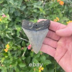 Real Megalodon Shark Tooth 2.95 Fossil