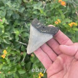 Real Megalodon Shark Tooth 2.95 Fossil