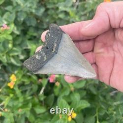 Real Megalodon Shark Tooth 2.95 Fossil