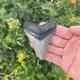 Real Megalodon Shark Tooth 3.19 Fossil