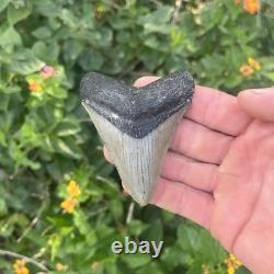Real Megalodon Shark Tooth 3.19 Fossil