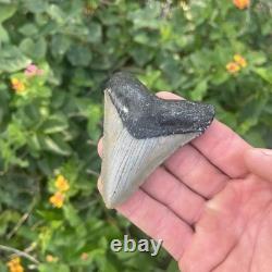 Real Megalodon Shark Tooth 3.19 Fossil