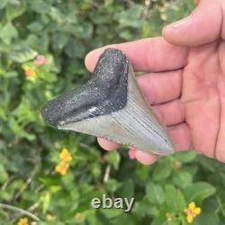 Real Megalodon Shark Tooth 3.19 Fossil