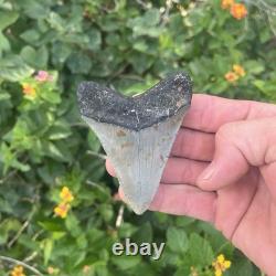 Real Megalodon Shark Tooth 3.19 Fossil