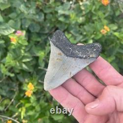 Real Megalodon Shark Tooth 3.19 Fossil