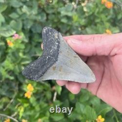 Real Megalodon Shark Tooth 3.19 Fossil