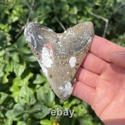 Real Megalodon Shark Tooth 3.90 Fossil