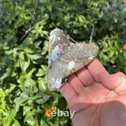 Real Megalodon Shark Tooth 3.90 Fossil