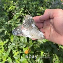 Real Megalodon Shark Tooth 3.90 Fossil