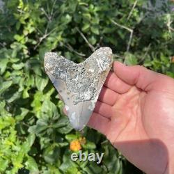Real Megalodon Shark Tooth 3.90 Fossil