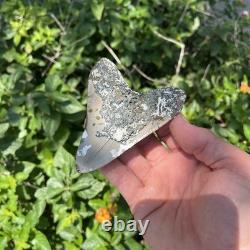 Real Megalodon Shark Tooth 3.90 Fossil
