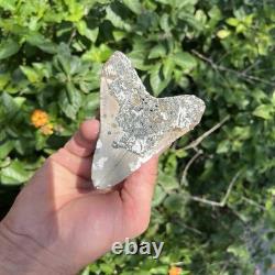 Real Megalodon Shark Tooth 3.90 Fossil