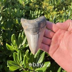 Real Megalodon Shark Tooth 4.45 Fossil