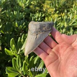 Real Megalodon Shark Tooth 4.45 Fossil