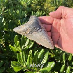 Real Megalodon Shark Tooth 4.45 Fossil
